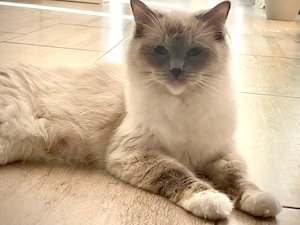 Ragdoll törzskönyves macska - kép 2