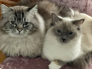 Ragdoll törzskönyves macska - kép 3