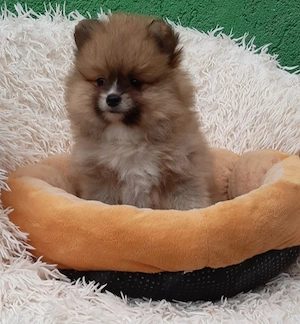 Spitz kiskutyák eladók 