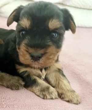 Yorkie kisfiú foglalható ,eladó ! - kép 2