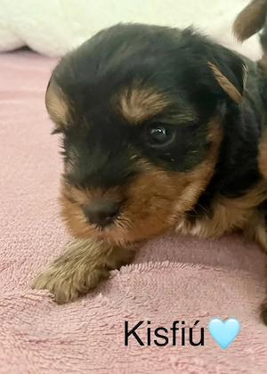 Yorkie kisfiú foglalható ,eladó ! - kép 3