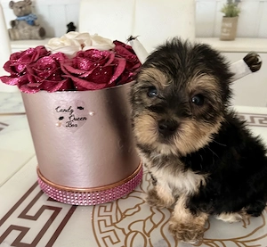 Yorkie kisfiú eladó ! - kép 3