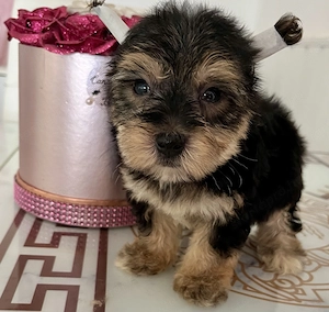 Yorkie kisfiú eladó ! - kép 2