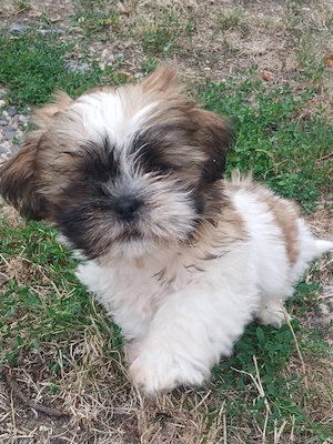 Shih-tzu fajta.