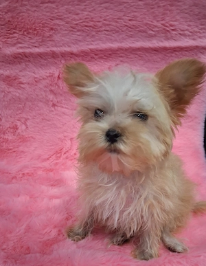 7 hetes Yorkie kutyusok eladóak  - kép 2