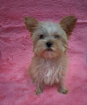 7 hetes Yorkie kutyusok eladóak  - kép 4