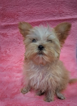 7 hetes Yorkie kutyusok eladóak  - kép 3