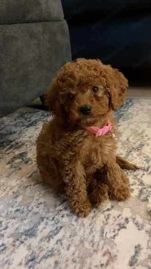 Maltipoo babak eladók  - kép 2