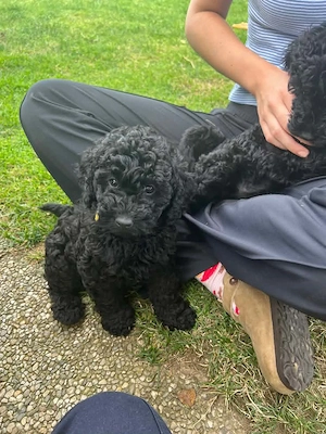 Maltipoo babak eladók  - kép 4