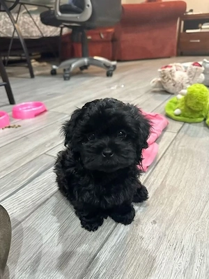 Maltipoo babak eladók  - kép 5