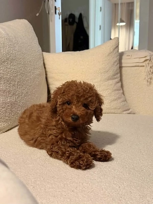 Maltipoo babak eladók 