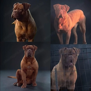 BORDEAUX-I DOG úrikutya randipartnert keres   