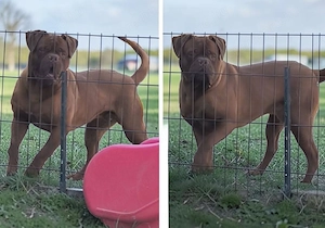 BORDEAUX-I DOG úrikutya randipartnert keres    - kép 2