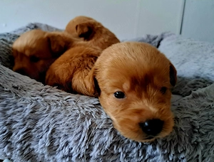 Labradoodle babák szerződéssel,számlával