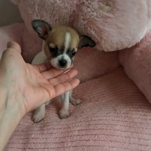 Mini csivava kisfiú