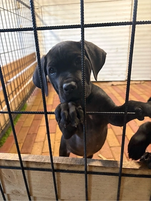 cane corso kislanyok - kép 2