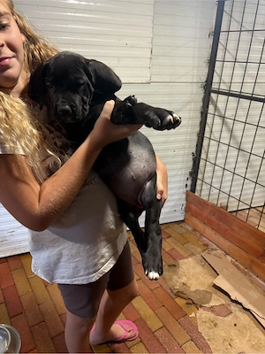 cane corso kislanyok