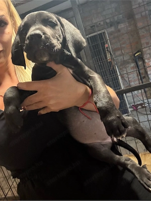 cane corso kislanyok - kép 3