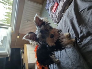 Yorkshie Terrier Eladó - kép 2
