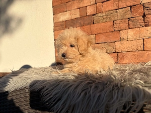 Maltipoo kislányok kisfiúk - kép 3