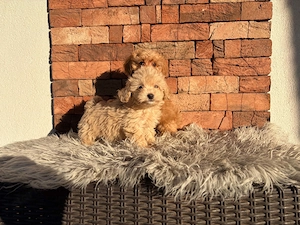 Maltipoo kislányok kisfiúk