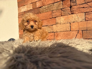 Maltipoo kislányok kisfiúk - kép 2