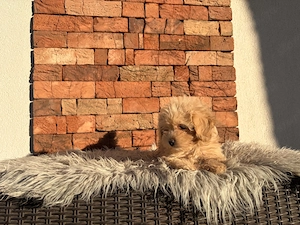 Maltipoo kislányok kisfiúk - kép 4