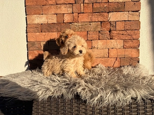 Maltipoo kislányok kisfiúk - kép 5