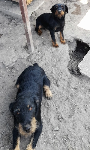 Jagd terrier pár - kép 3