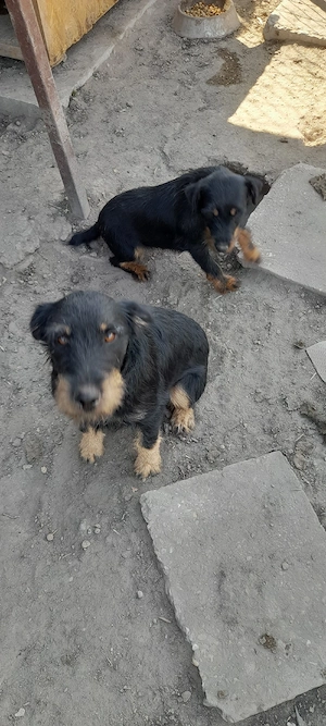 Jagd terrier pár - kép 4