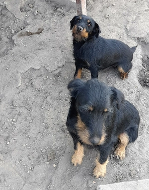 Jagd terrier pár - kép 2
