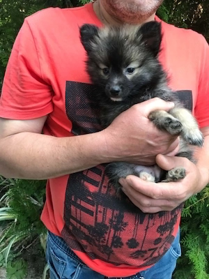 Eladók,azonnal elvihetőek 9 hetes Spicc, spitz kiskutyák! Lányok és fiúk - kép 6