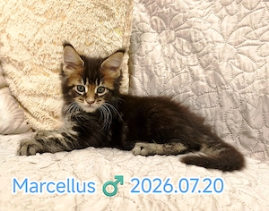 Maine Coon nőstény és kandúr kiscica  - kép 3