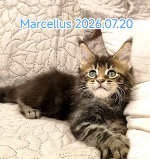 Maine Coon nőstény és kandúr kiscica  - kép 4