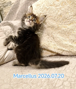 Maine Coon nőstény és kandúr kiscica  - kép 5