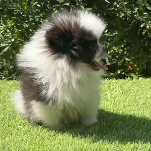 Pomerániai törpe spitz fiú - kép 3