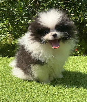 Pomerániai törpe spitz fiú - kép 2
