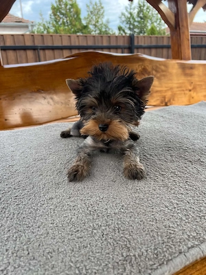 Yorkshire terrier kutyus