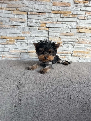 Yorkshire terrier kutyus - kép 2
