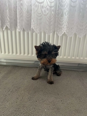 Yorkshire terrier kutyus - kép 3