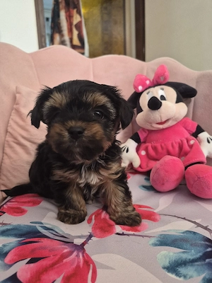 Yorkschire terrier kiskutyák - kép 2