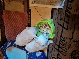 Westie cuki szuka kiskutyák eladók. - kép 8
