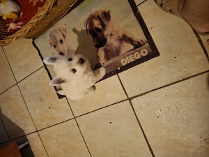 Westie cuki szuka kiskutyák eladók. - kép 4