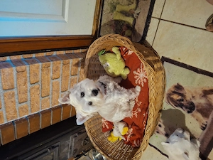 Westie cuki szuka kiskutyák eladók. - kép 7