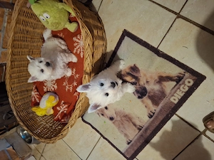 Westie cuki szuka kiskutyák eladók. - kép 5