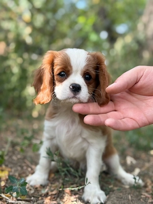 cavalier king Charles spaniel kiskutyak