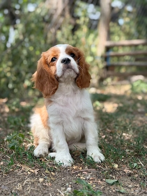 cavalier king Charles spaniel kiskutyak - kép 2