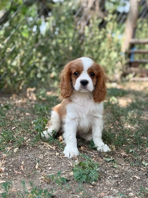 cavalier king Charles spaniel kiskutyak - kép 3