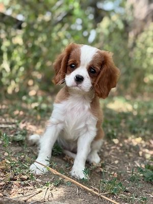 charles king cavalier kiskutyak - kép 4