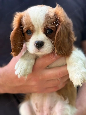 cavalier king Charles spaniel kiskutyak